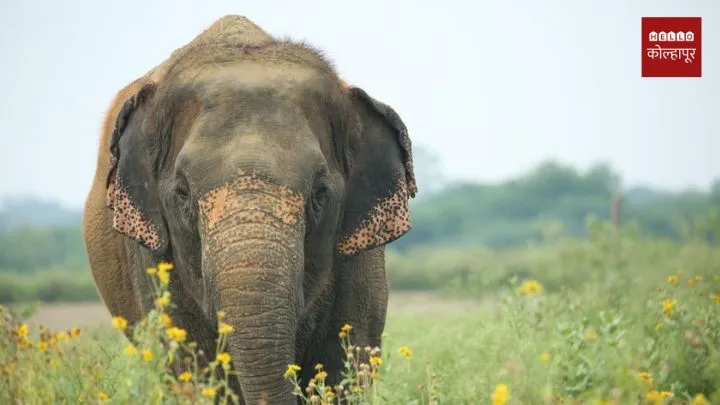 Mahadevi Elephant News