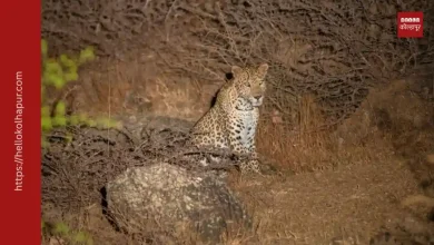 प्रातिनिधीक फोटो - Image Source Google