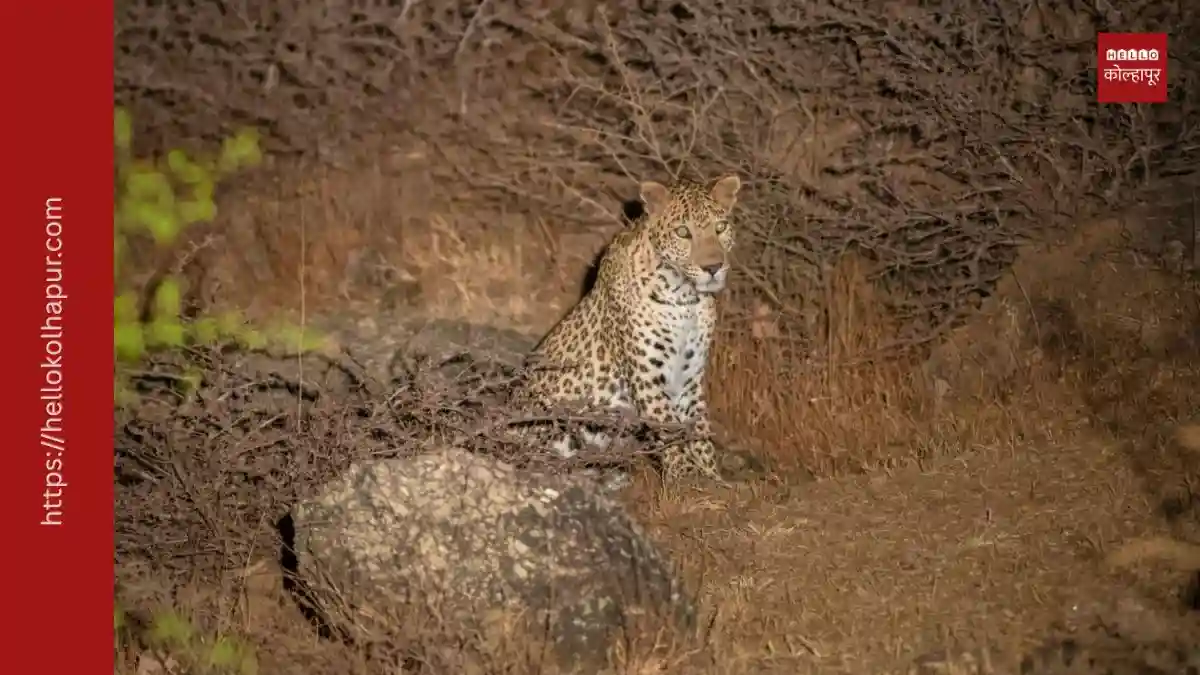 प्रातिनिधीक फोटो - Image Source Google