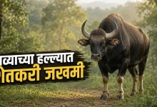 Radhanagari Gaur Attack
